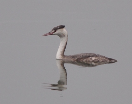 写真：カンムリカイツブリ
