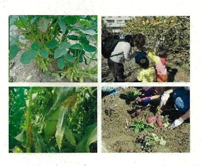 写真:収穫体験風景