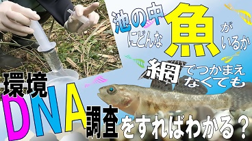 動画サムネイル:水中のDNAから、そこにすむ生きものがわかる!? ー環境DNAを用いた市内ため池にすむ魚類調査結果ー