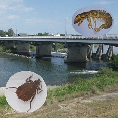 写真:ヤゴとトビケラ