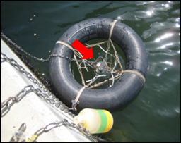 写真:多項目水質計による水質環境監視の様子です。うきわの中央に見えるのが多項目水質計になります。