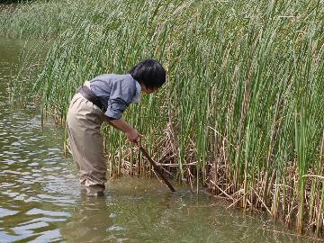 写真：水生生物のサンプリングの様子