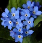 写真：忘れな草