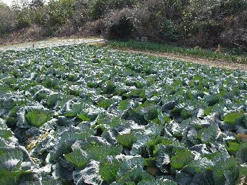 写真:天白区のキャベツ畑の様子
