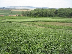 写真：シャンパーニュの丘陵