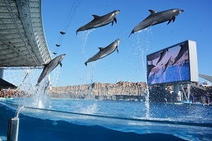 名古屋港水族館のイルカの写真