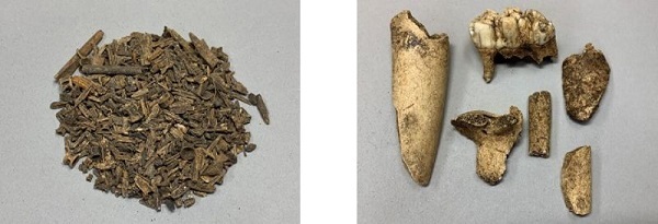 写真：左 魚骨　右 獣骨