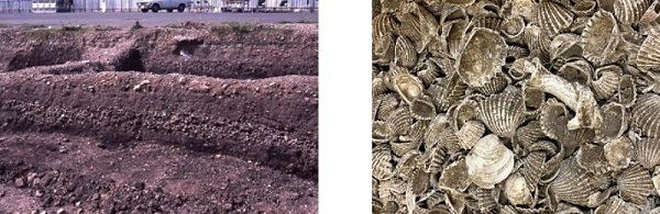 写真：左 貝塚(1980年)　右 貝塚から出土した貝