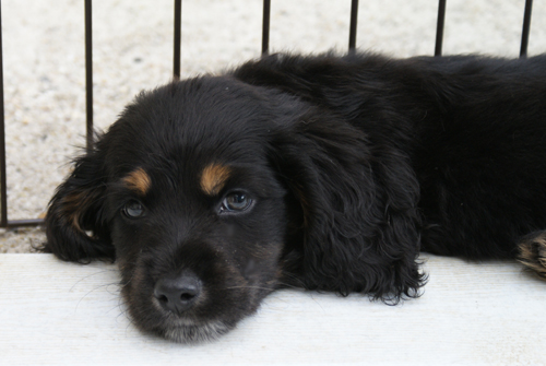 写真：パピー（子犬）
