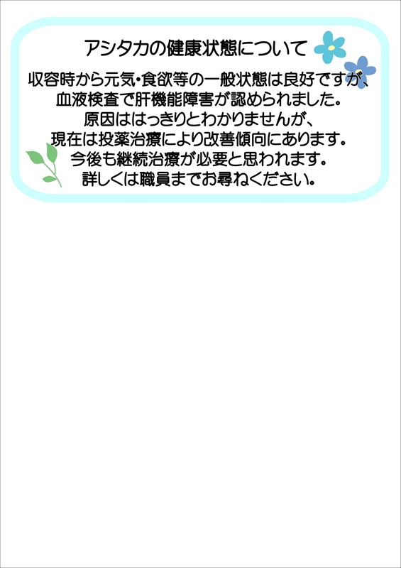 写真：飼主募集中猫アシタカの健康状態の説明です。