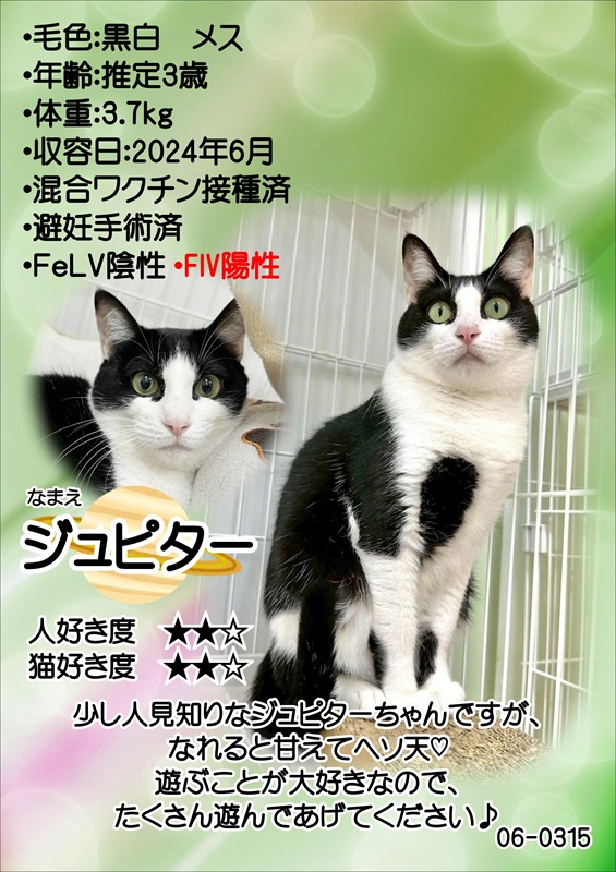 写真：飼主募集中猫ジュピターの紹介ポスターです。