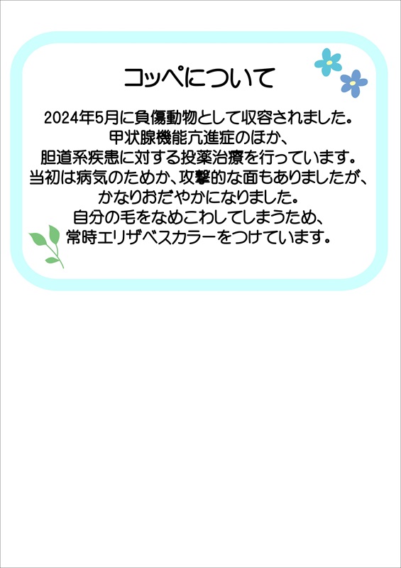 写真：飼主募集中猫コッペの健康状態の説明です。