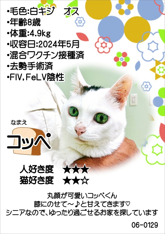 写真：飼主募集中猫コッペの紹介ポスターです。