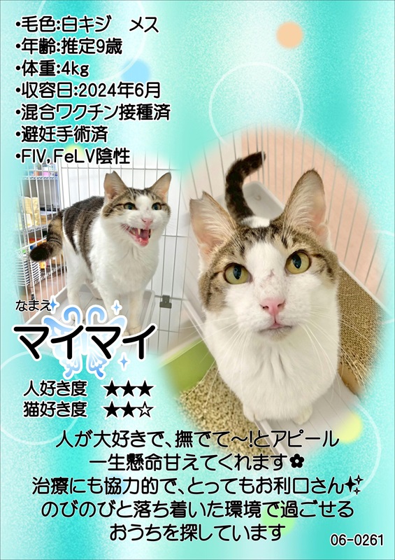 写真：飼主募集中猫マイマイの紹介ポスターです。