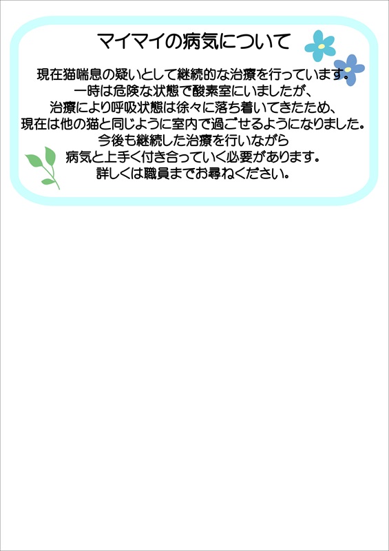 写真：飼主募集中猫マイマイの健康状態の説明です。