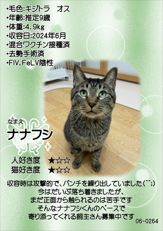 写真：飼主募集中猫ナナフシの紹介ポスターです。