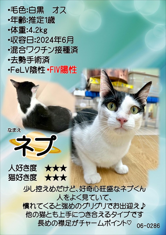 写真：飼主募集中猫ネプの紹介ポスターです。