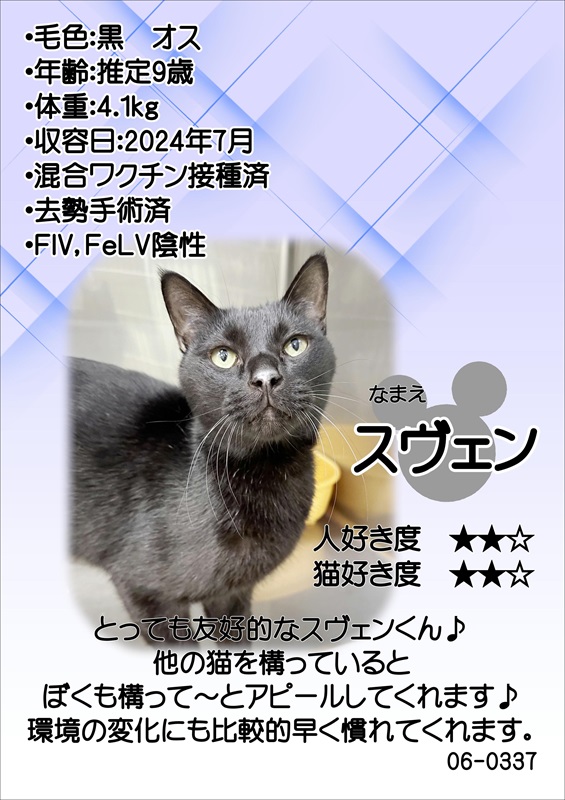 写真：飼主募集中猫スヴェンの紹介ポスターです。