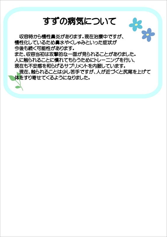 写真：飼主募集中猫すずの健康状態の説明です。