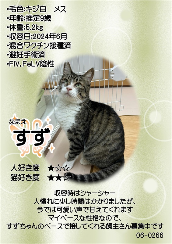写真：飼主募集中猫すずの紹介ポスターです。