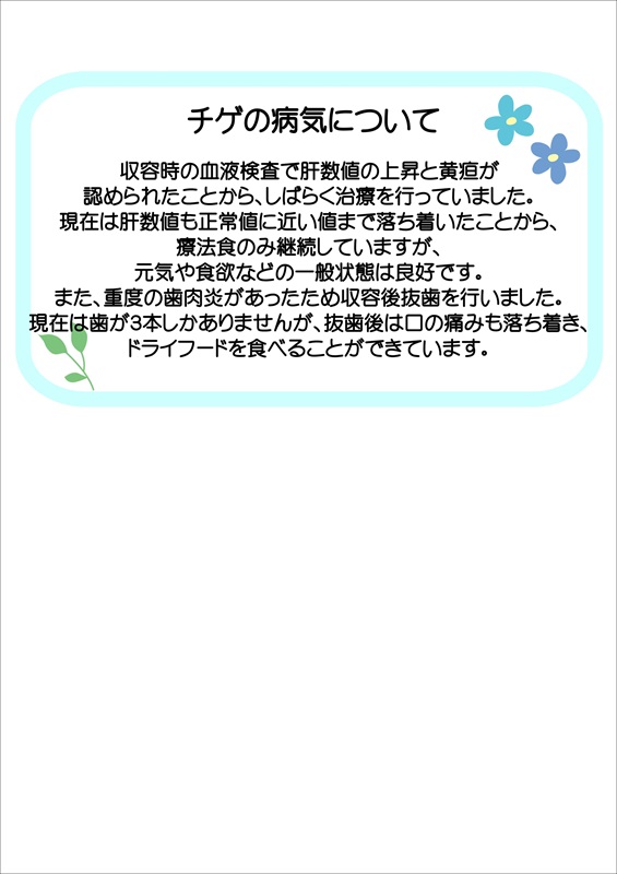 写真：飼主募集中猫チゲの健康状態の説明です。