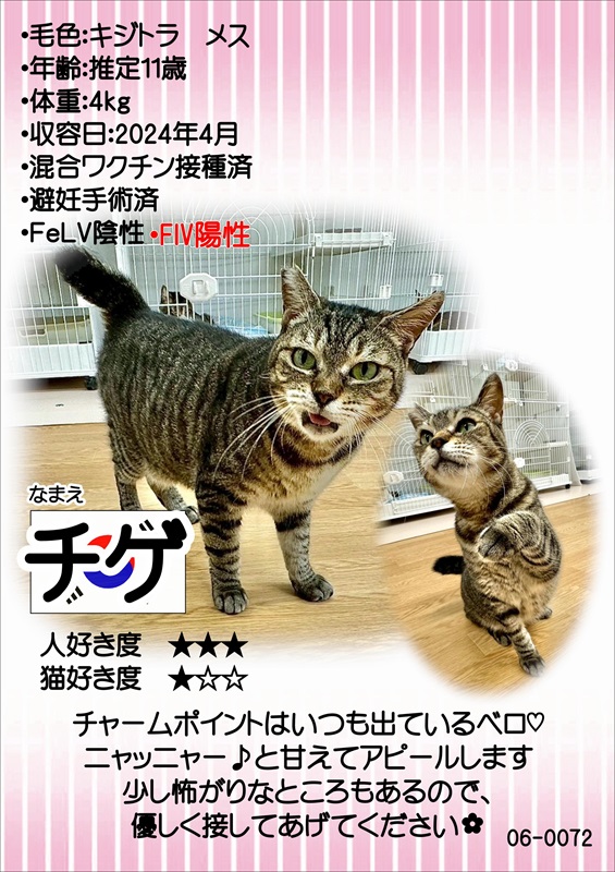 写真：飼主募集中猫チゲの紹介ポスターです。