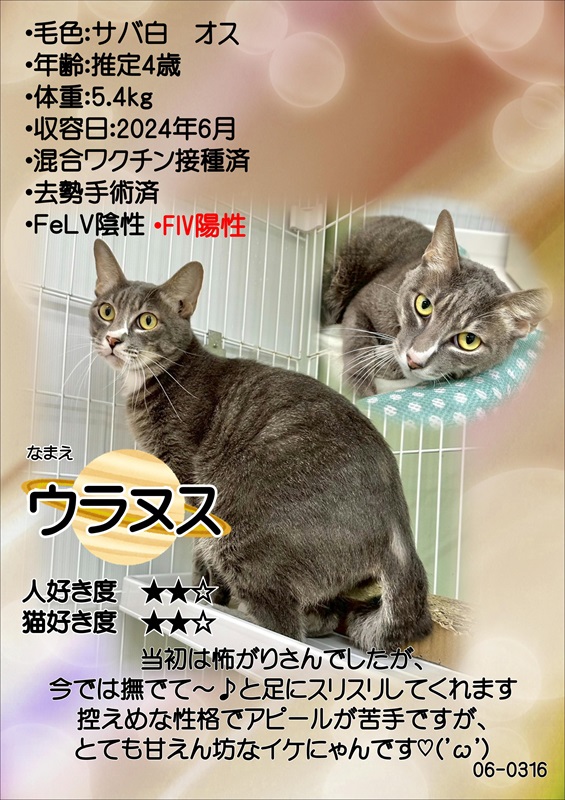 写真：飼主募集中猫ウラヌスの紹介ポスターです。