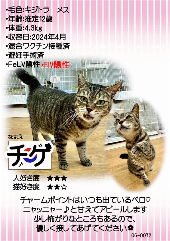 写真：飼主募集中猫チゲの紹介ポスターです。