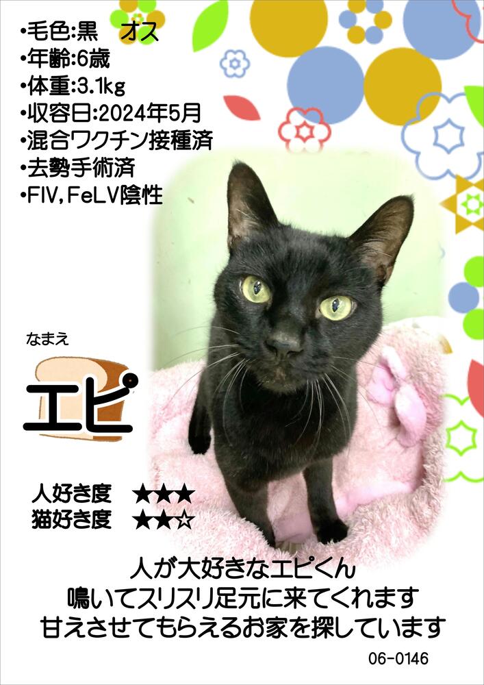 飼主募集中猫エピの紹介ポスターです。