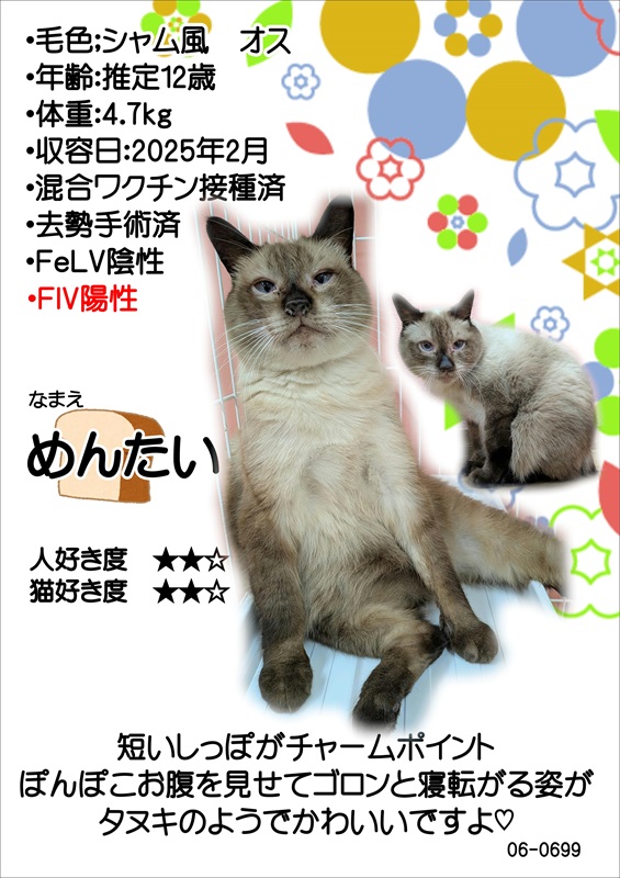 写真：飼主募集中猫めんたいの紹介ポスターです。