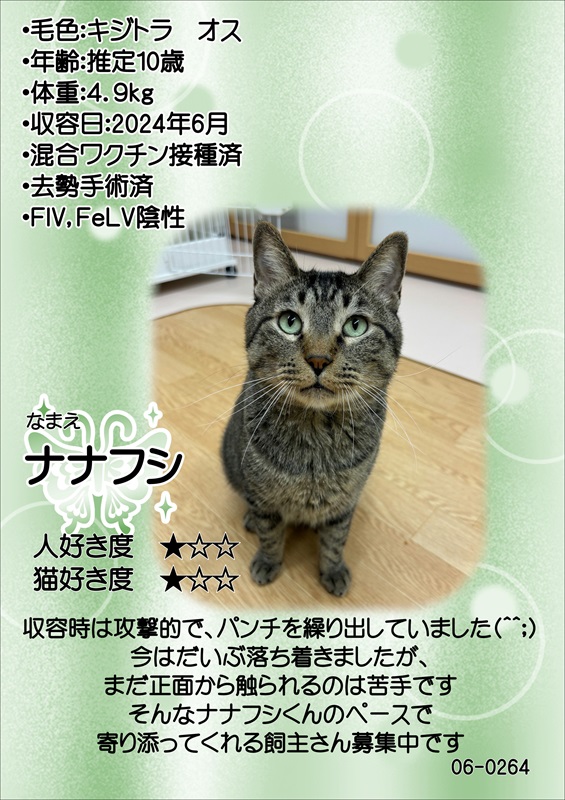 写真：飼主募集中猫ナナフシの紹介ポスターです。