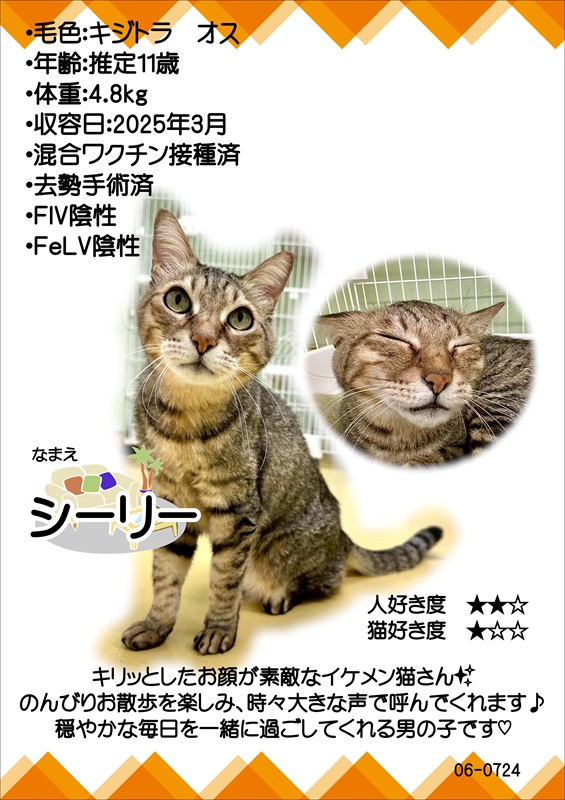 シーリー紹介カード