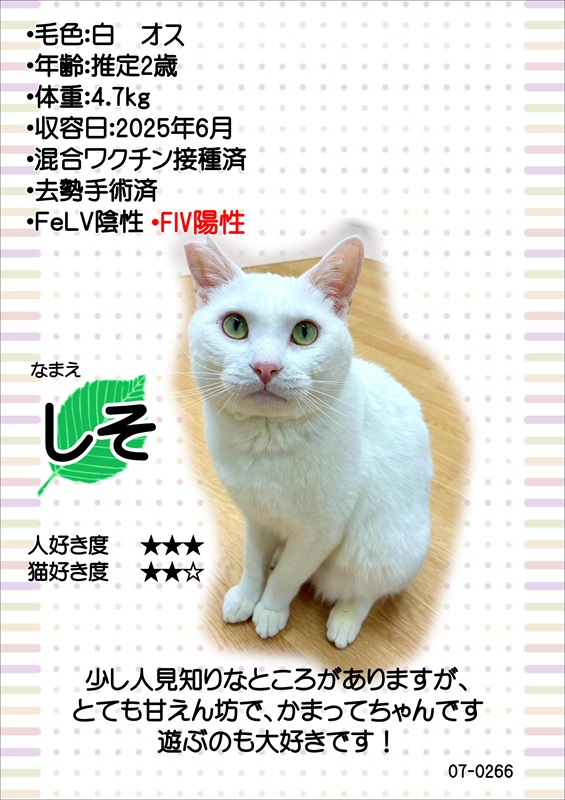 しその紹介カード