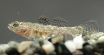 トウカイヨシノボリの写真