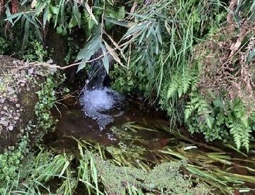 湧き水の写真