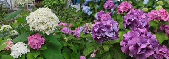 写真：区の花　アジサイ