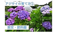 アジサイの育て方動画1のサムネイル