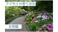アジサイの育て方動画2のサムネイル