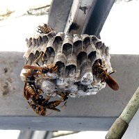 写真:セグロアシナガバチの巣 茶碗を逆さまにした形で穴がたくさん開いています。