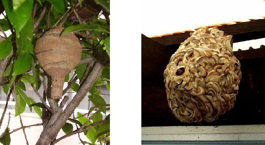 写真:コガタスズメバチの巣 初期の巣はトックリを逆さまにした形をしています。成熟巣は球形で縞模様があります。