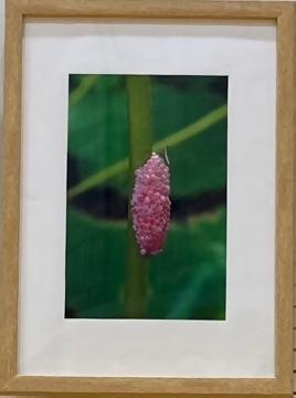 写真：区政議長賞受賞作品「古代蓮園にて （ジャンボタニシの卵と子カマキリ）」（写真の部）