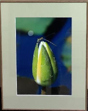 写真:区長賞受賞作品「蠅うまいじゃん!!」(写真の部)