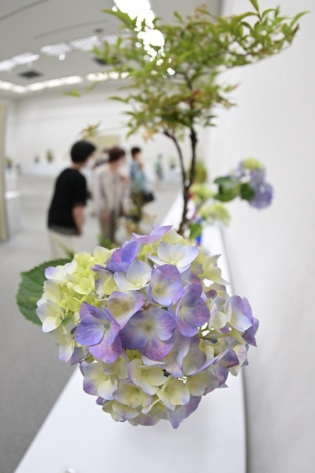 写真:あじさいコーナー