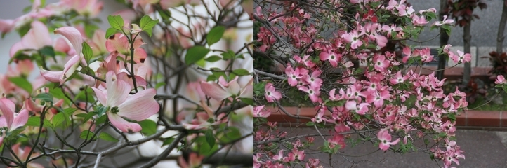 写真:区役所東側に咲くハナミズキ