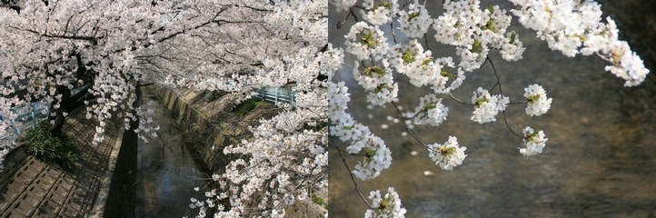 写真:山崎川の桜