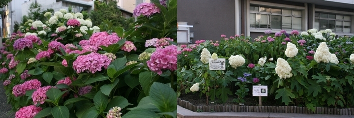 写真:区役所東花壇のアジサイ