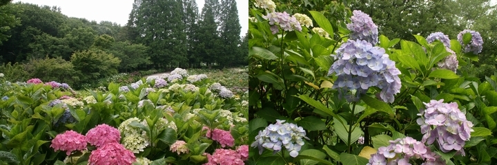 写真:茶屋ヶ坂公園のアジサイ