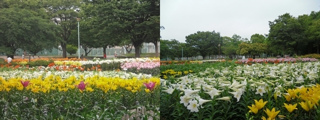 写真:千種公園のユリ