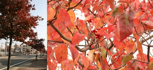 写真:紅葉したハナミズキ