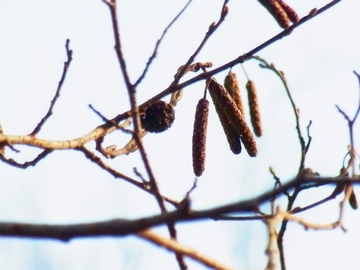 写真:ハンノキの花穂